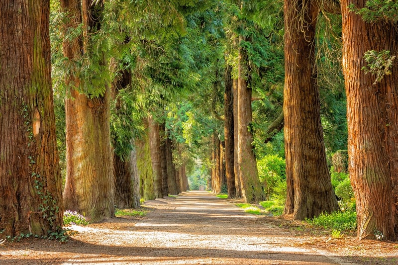 Sherwood Forest